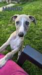 Whippet piesek FCI