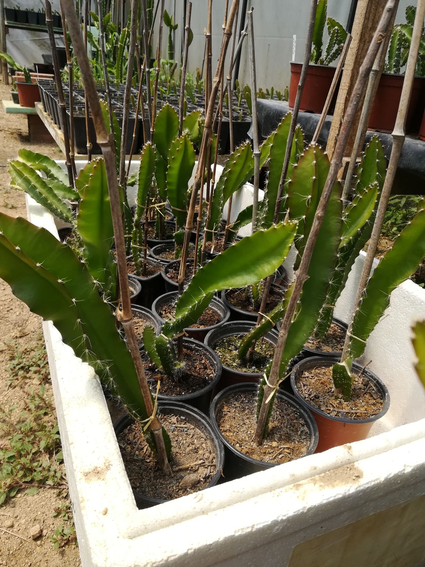 Promoção, Plantas de pitaya