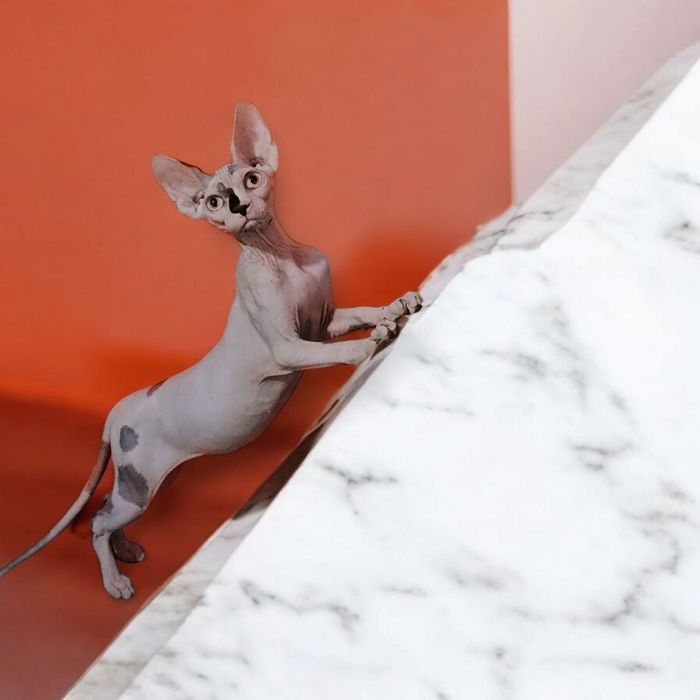 Кошенята різного віку. Ціни різні