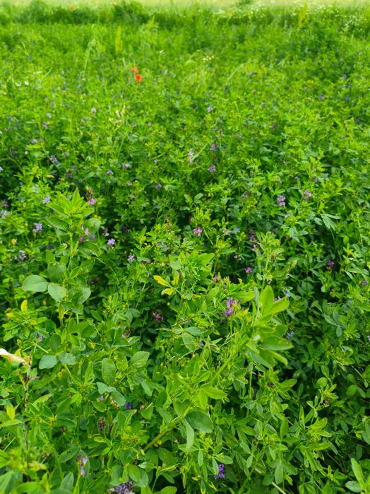 Sprzedam lucernę na pniu z 0,7 ha