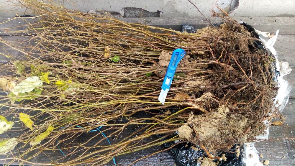 Саженцы липа клен рябина ясень дуб бук береза граб. Опт, розница