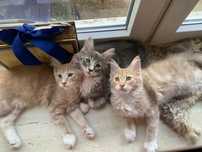Maine Coon - 3 dostepne rasowe kocury - mozliwosc odbioru w Sierpniu