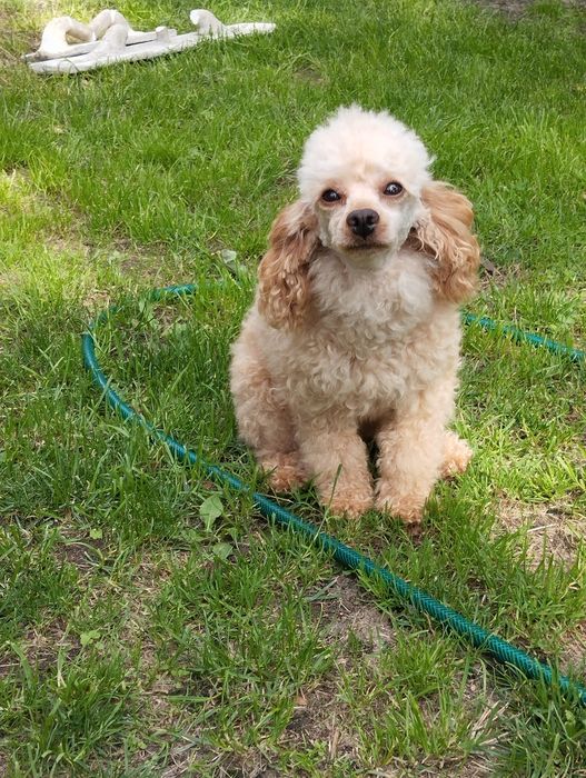 Cockapoo , spaniel pudel , cockapoo f1b samiec