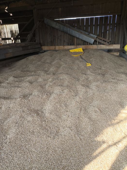 Przenżyto ozime zbiór 2025 15T