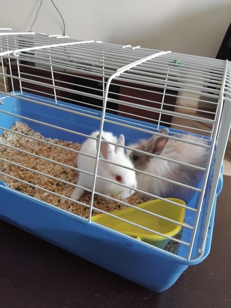Coelhos anões bebés