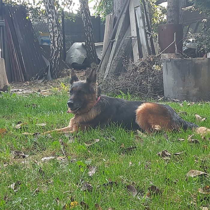 Owczarek niemiecki suczka