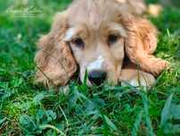 Cocker Spaniel Angielski - pełny rodowód - FILM
