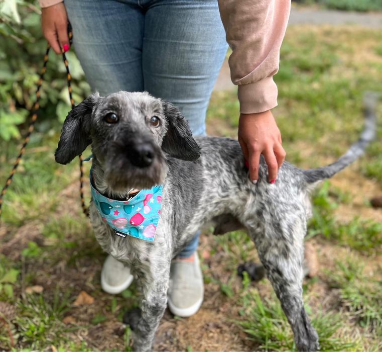 7 lat żył w kojcu.. piesio w typie spaniela. Adoptuj! Pomoz