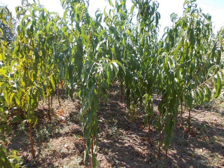 Саджанці горіха Буковинська Бомба, саженцы ореха. горіх. Кочерженко