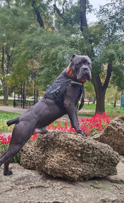 Крутезні щеночки-Cane corso