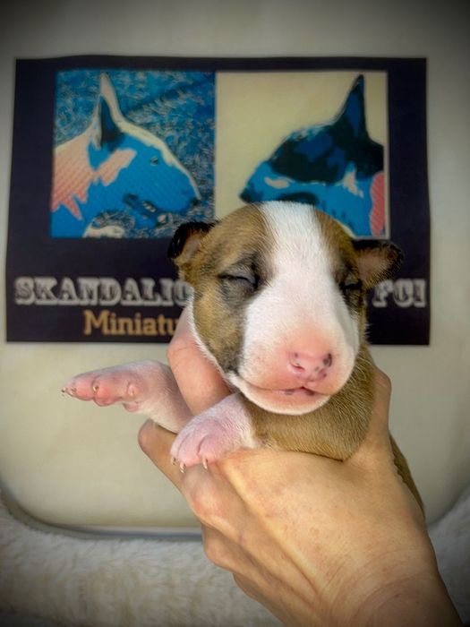 Bullterrier miniaturowy, bulterier miniaturowy