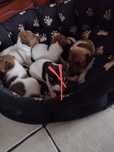 Jack Russell Terrier