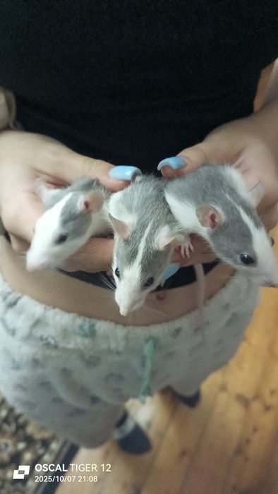 Гризуни джамбо, пацюки