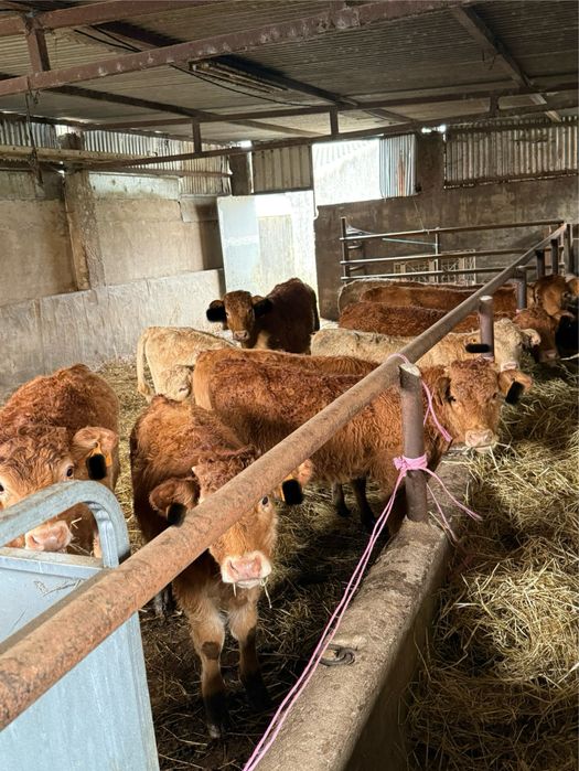 Vitelos e vitelas cruzados de limousine
