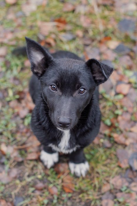 ЦУЦЕНЯ на коротких лапках Трюфелька ШУКАЄ ДІМ