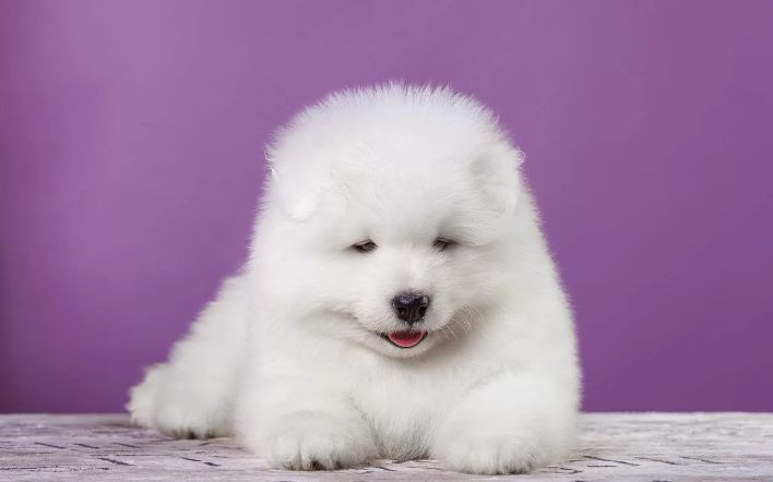 Szczeniak Samoyed z rodowodem