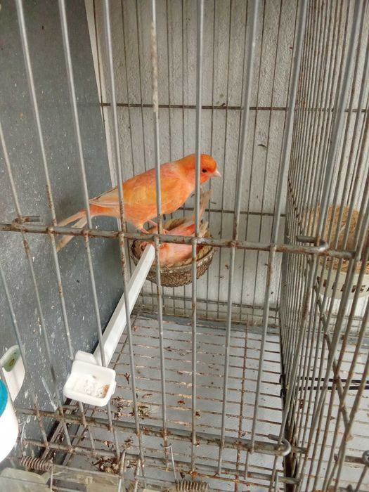 Casal de canários vermelhos