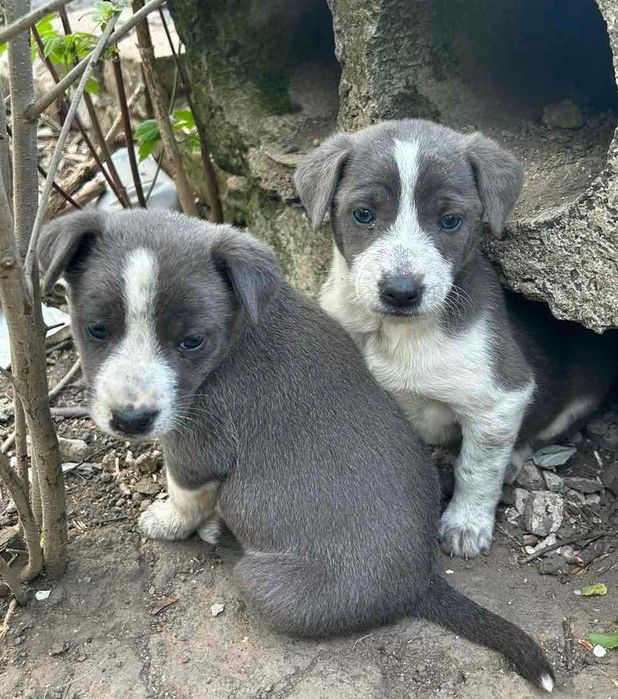 Цуценята шукають дім!