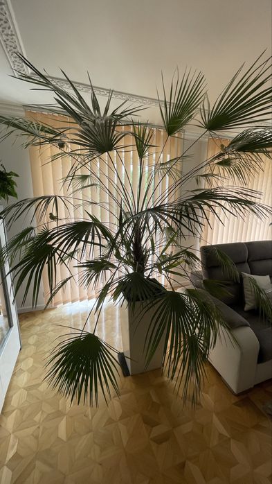 Palma w donicy - 250 cm