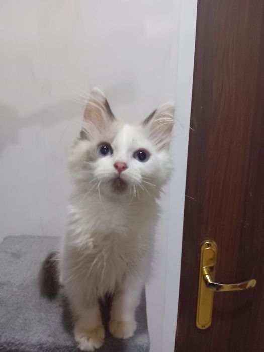 Kotka  Ragdoll kocięta