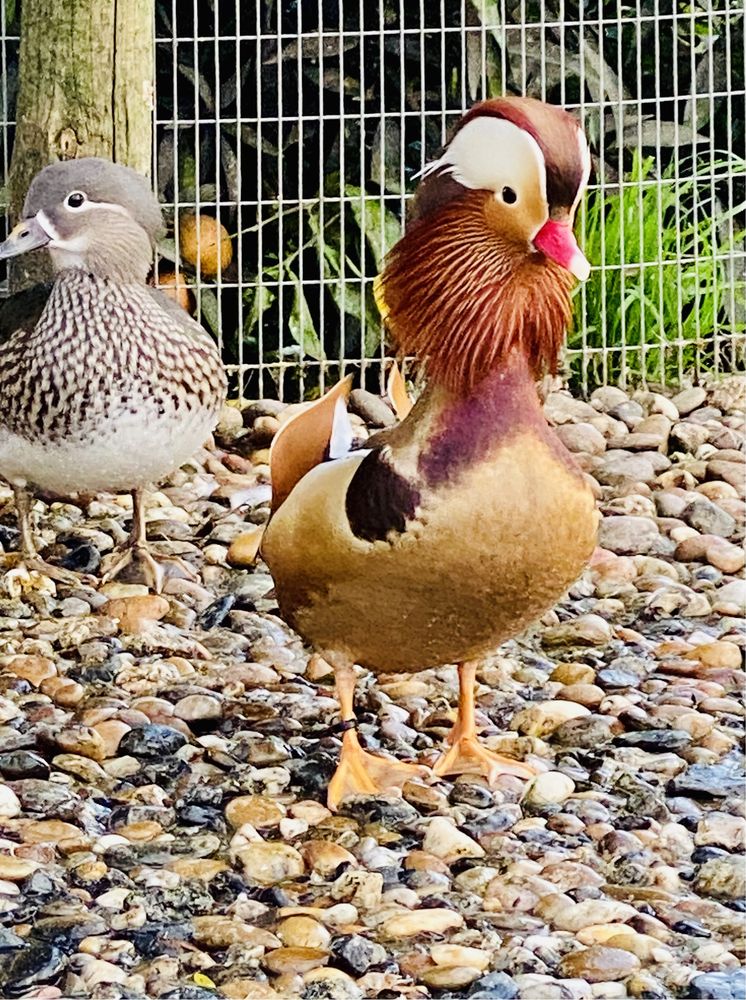 Patos ornamentais: mandarim, carolino, ring teal.