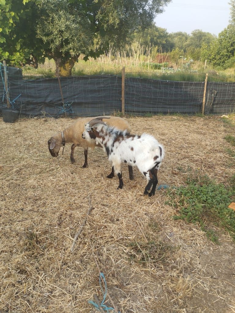 Vendo macho de cabra ana