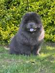 Szczeniak Chow Chow/FCI