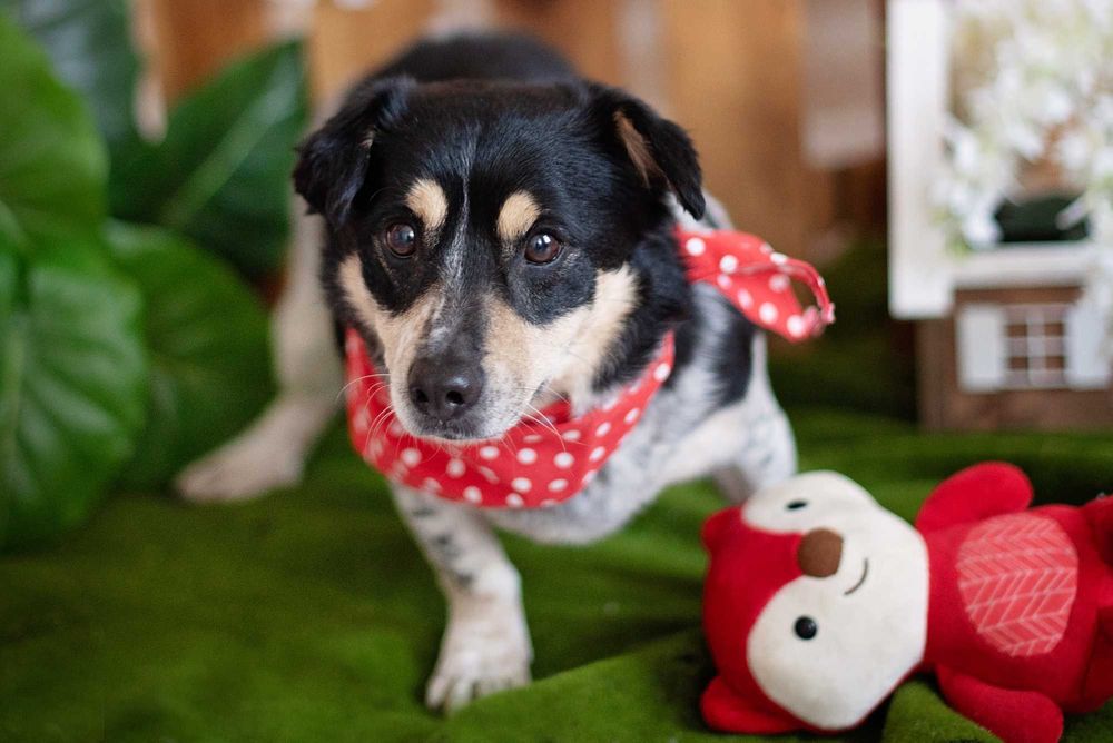 Sympatyczny, maleńki kierownik Gutek szuka miłości na zawsze.