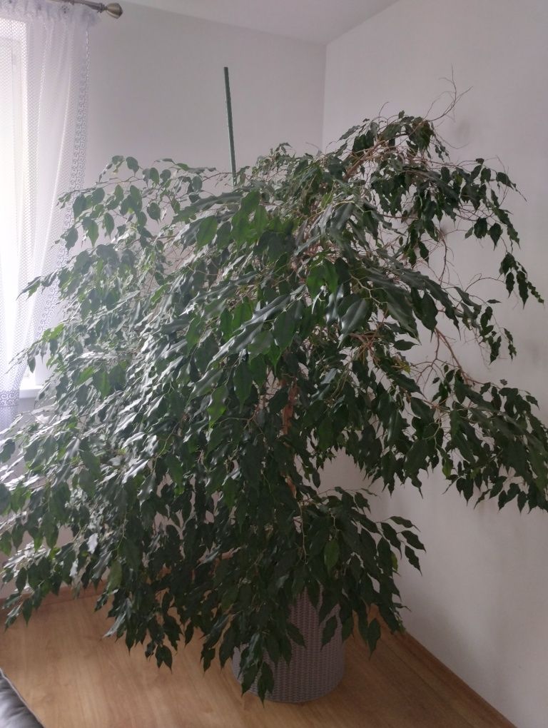 Drzewko Ficus benjamina Roślina