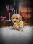 Maltipoo F1  Tata Pudel Toy  1.60kg