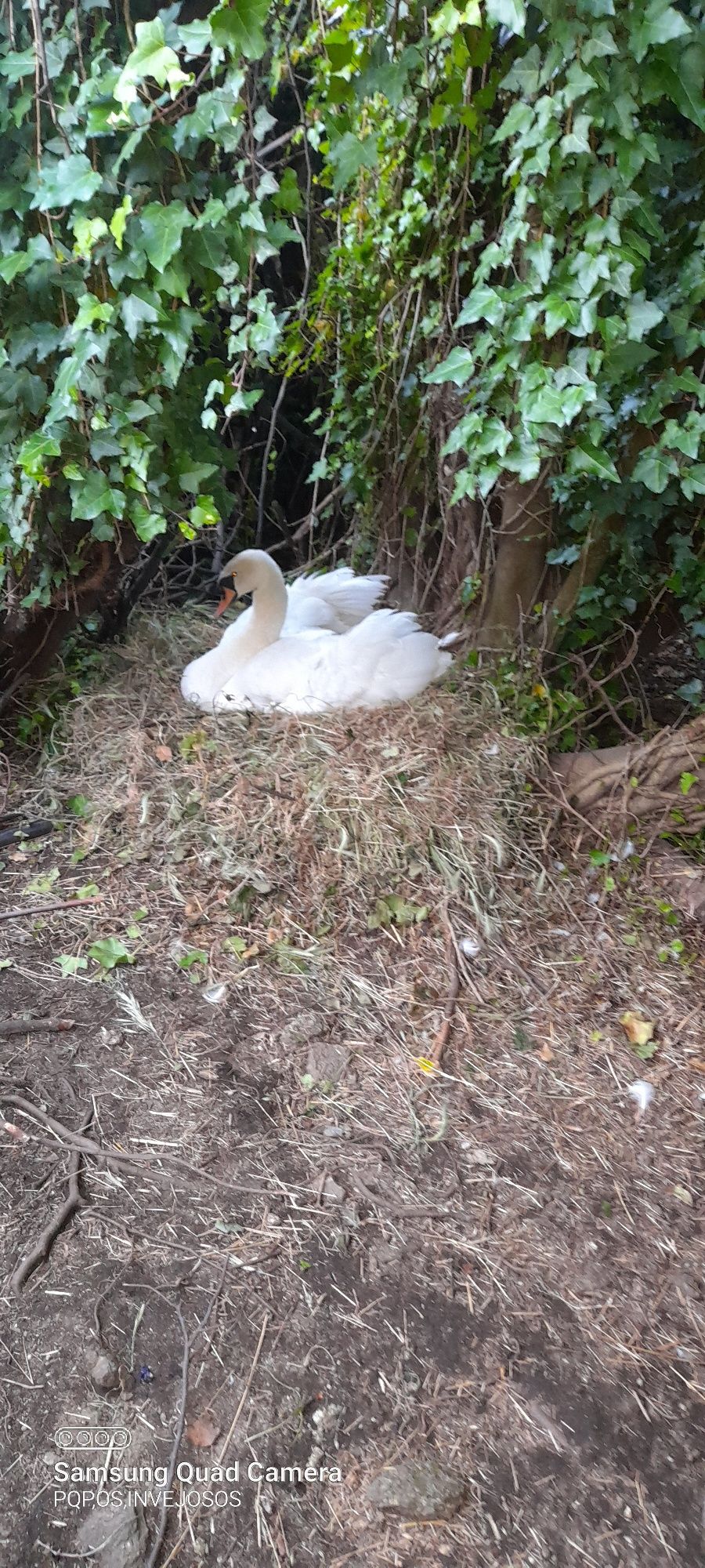 Casais de cisnes brancos adultos com idade reprodutora,