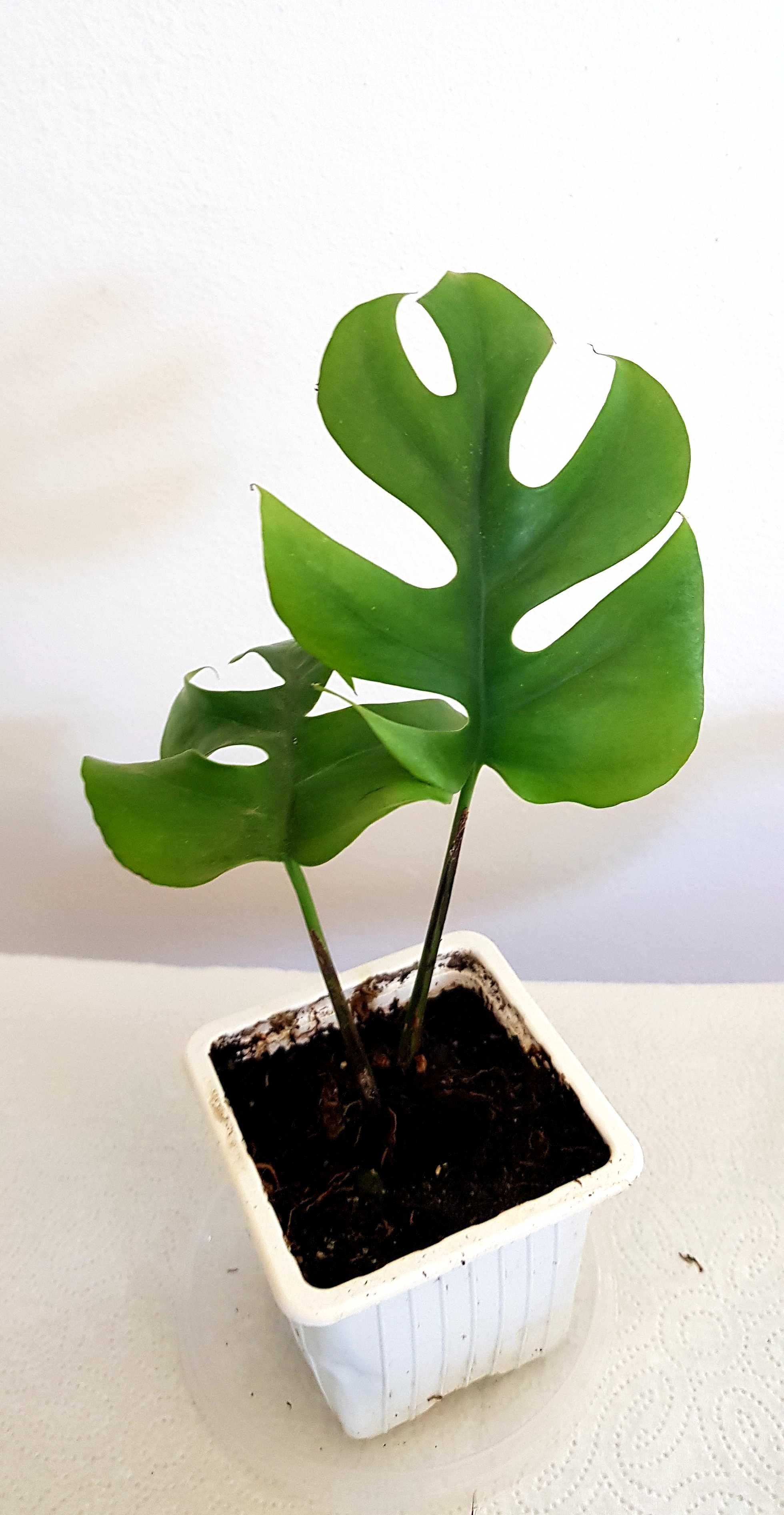 Monstera MINIMA rhaphidophora tetrasperma 2w1