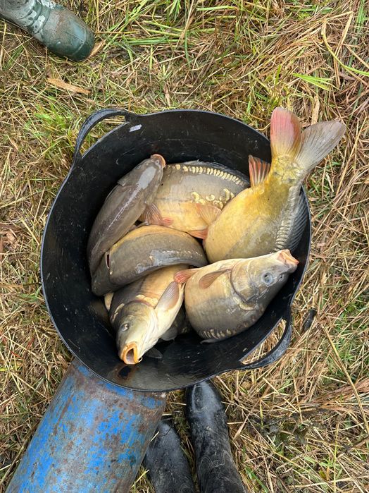 Karp królewski 1,5- 2,5 kg