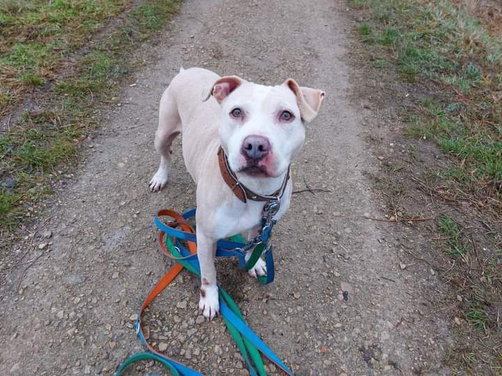 Hera czeka na nowy dom...