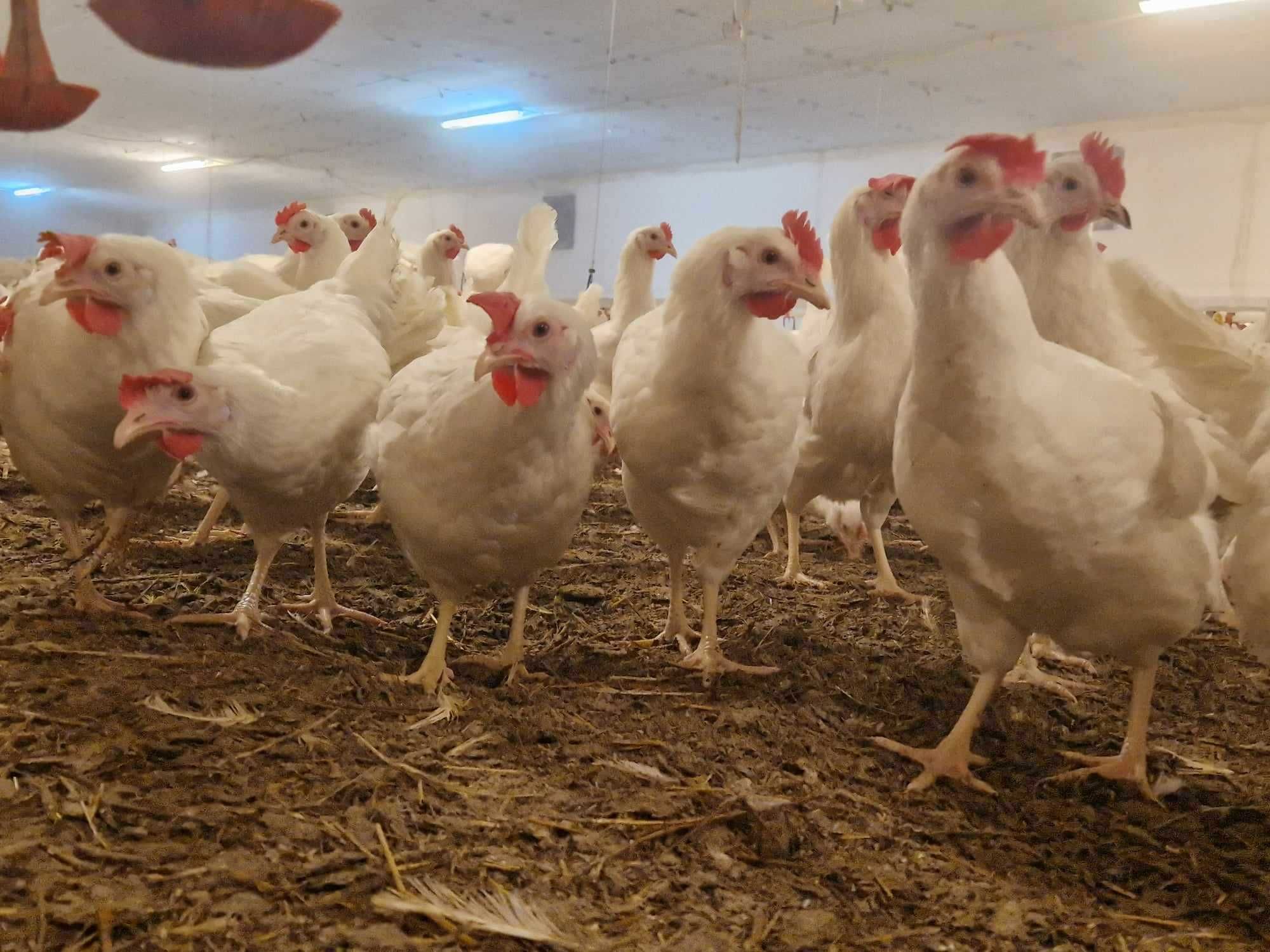 Kury kokoszki nioski Tetra biała jak leghorn odchowane z dowozem
