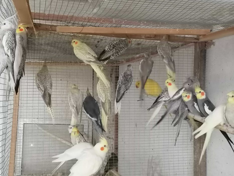 Vendo caturras de qualidade garantida