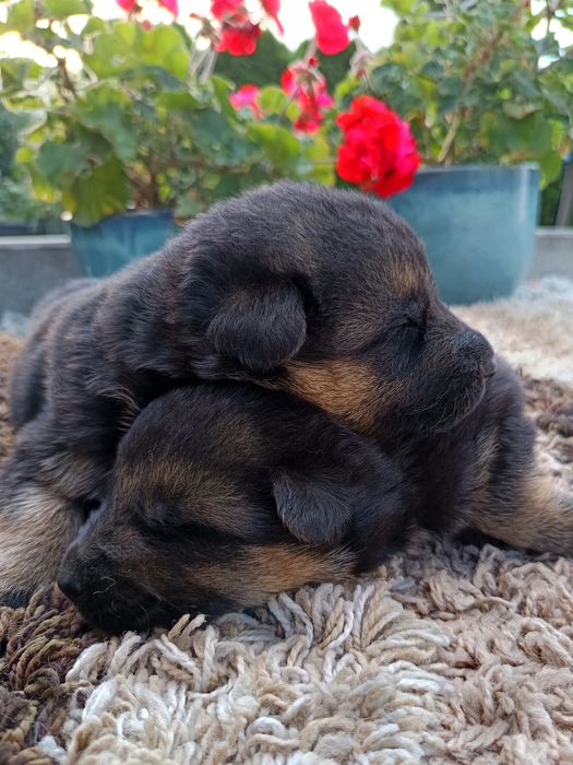 Owczarek niemiecki z rodowodem FCI