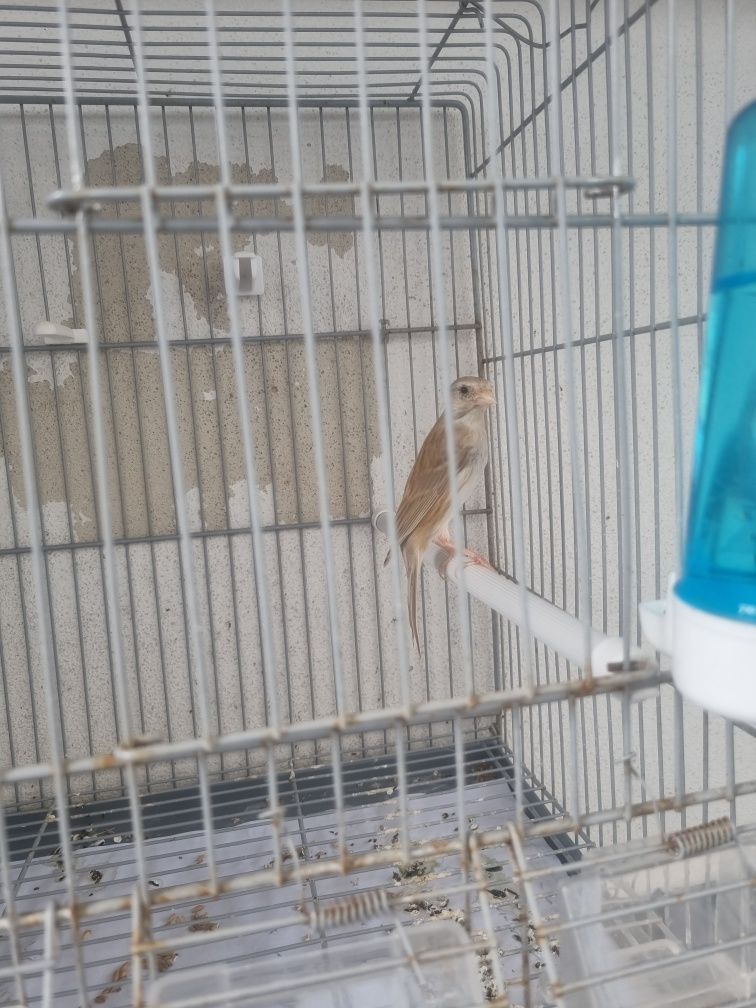 Gaiolas de criação + material + 1 canario hoso japones canela