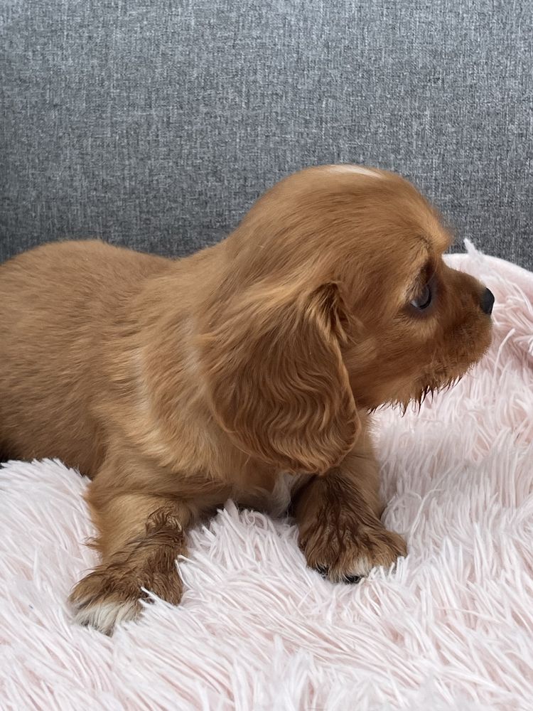 Cavalier King Charles Spaniel piesek