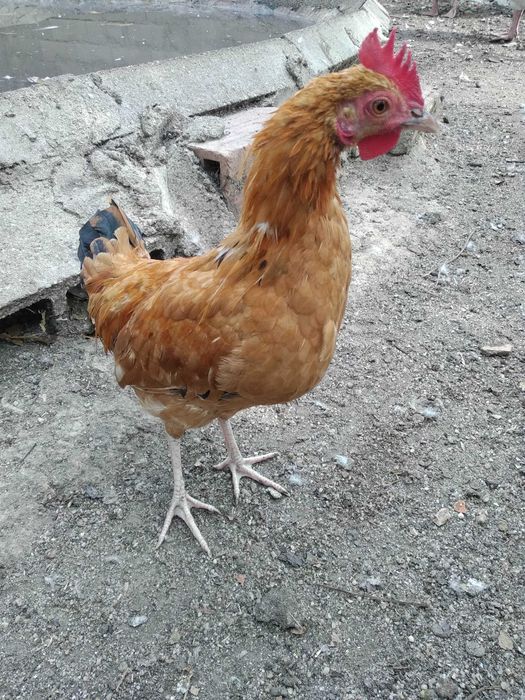 Garnizes crescidos Machos