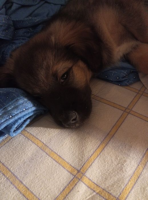 Cão para adopção - cruzado de Border collie