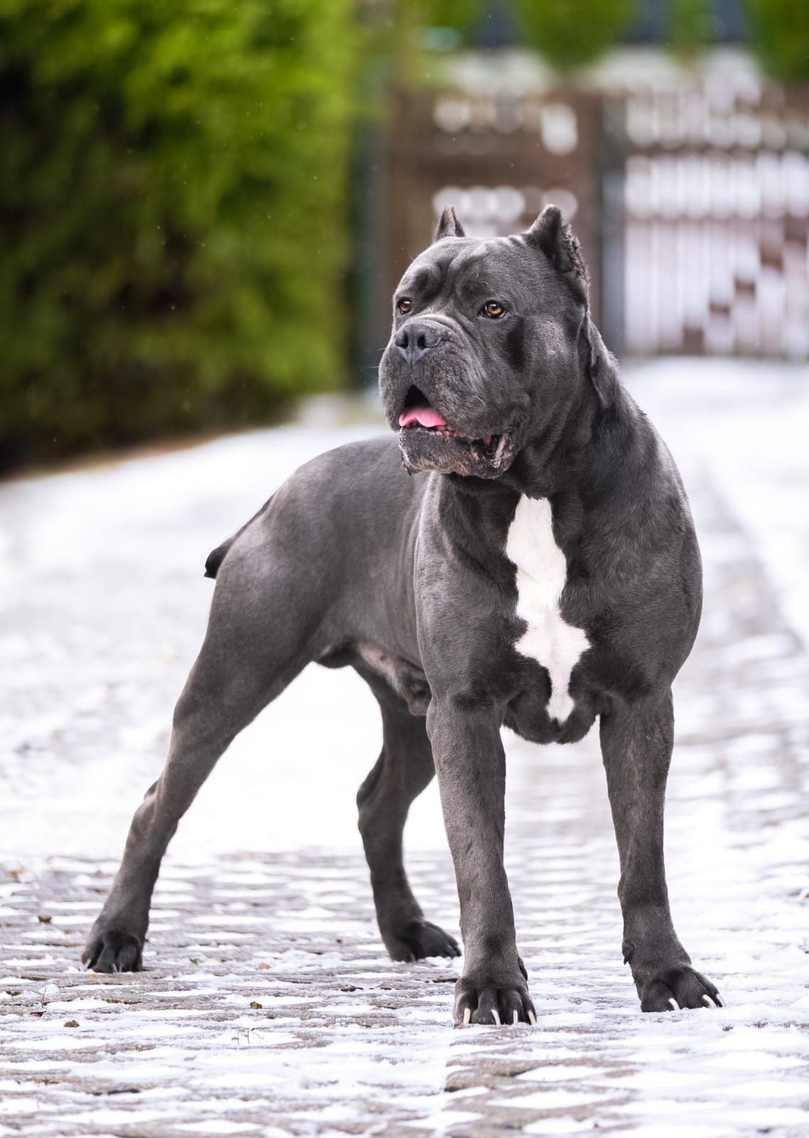 Cane Corso Italiano