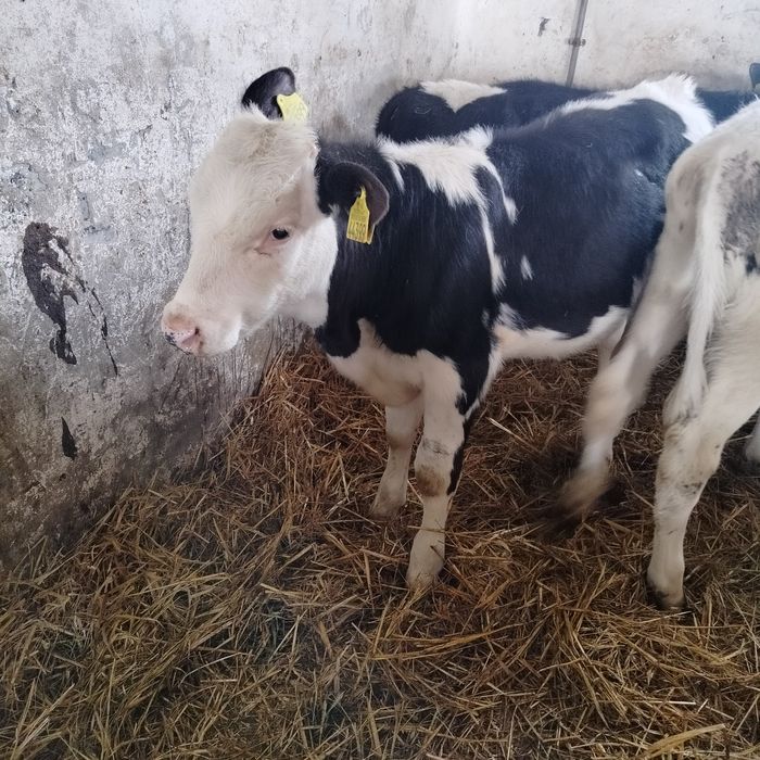 Sprzedam byczki i jałówki.