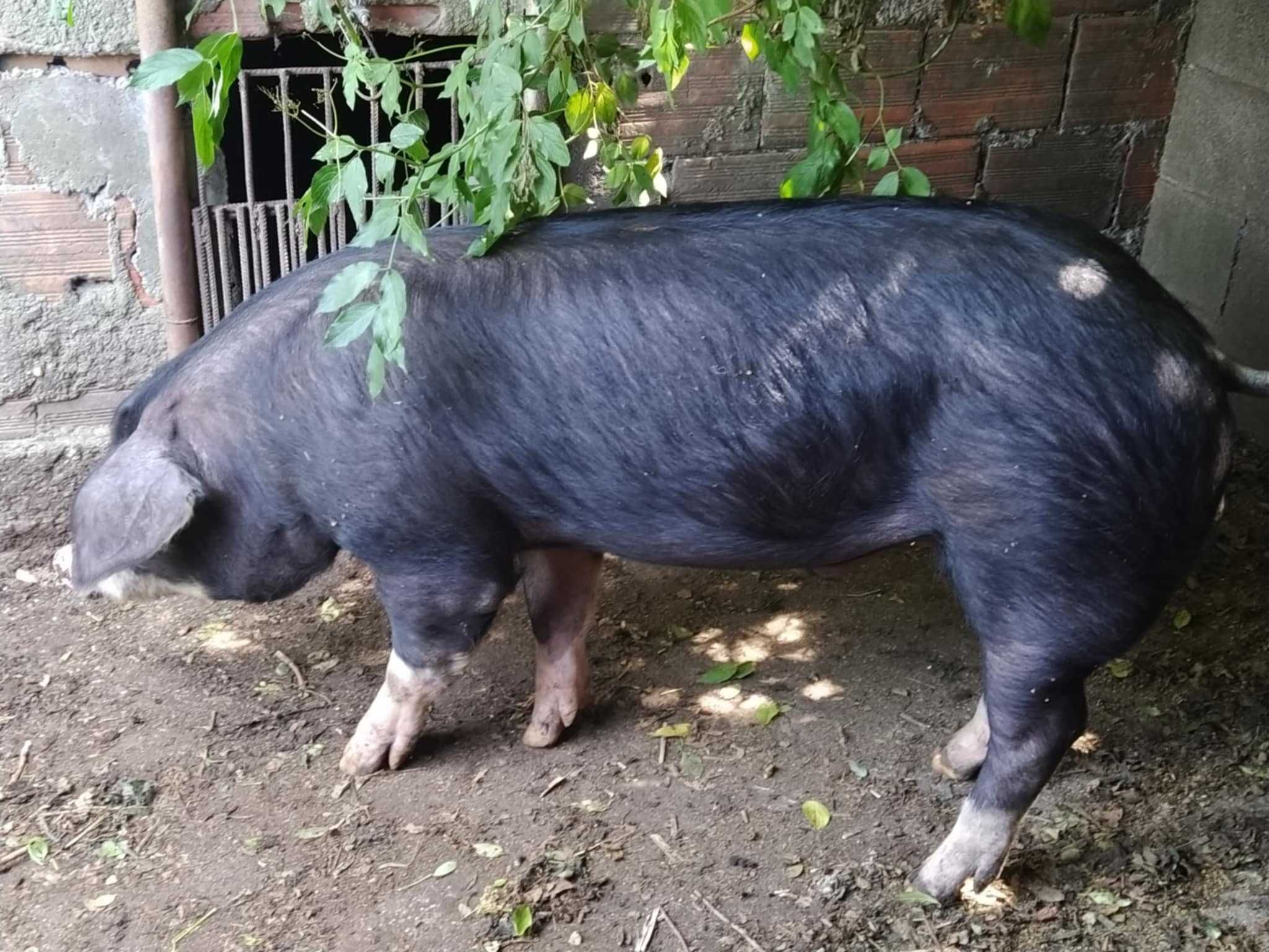 Porco inteiro de boa raça.