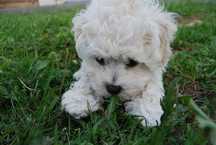 Piękny Chłopiec   Bichon Frise ZKwP