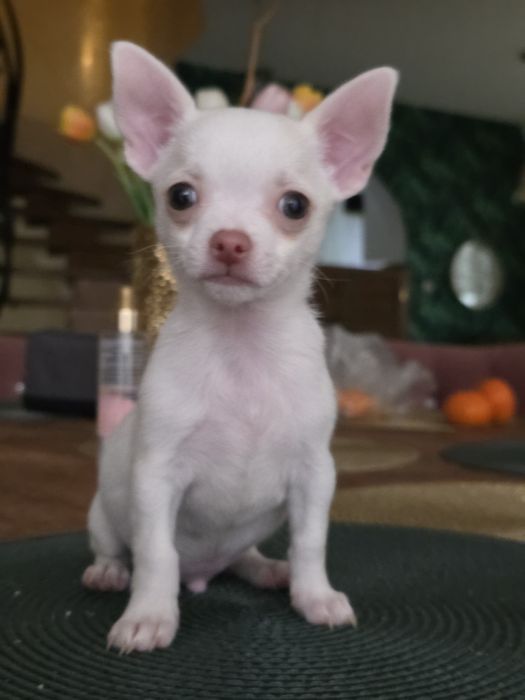 Chihuahua krotkowlosy chlopak