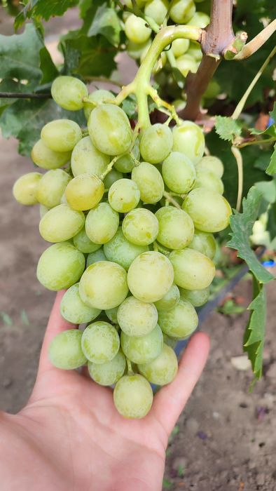Саджанці винограду