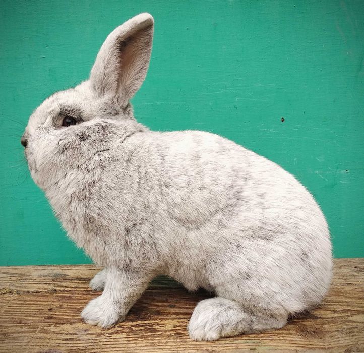 Европейське Срібло.