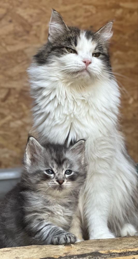 Maine Coon  kotka ostatnia