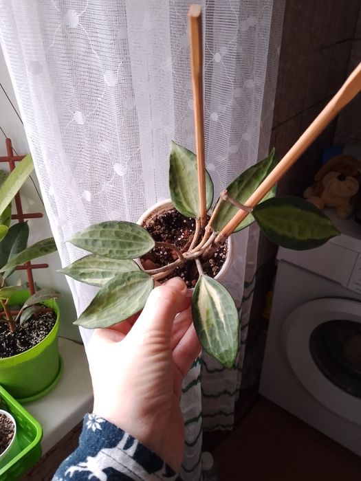 Квіти домашні хої